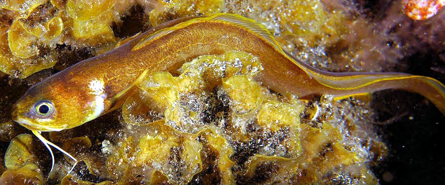 Parophidion vassali_03.jpg